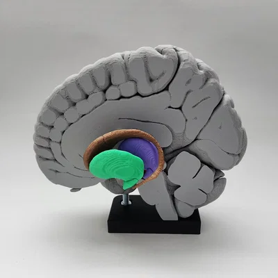 Mô hình Hạch nền (Basal Ganglia) và các nhân sâu trong não