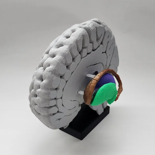 Mô hình Hạch nền (Basal Ganglia) và các nhân sâu trong não - Image 2