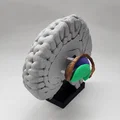 Mô hình Hạch nền (Basal Ganglia) và các nhân sâu trong não - Thumbnail 2