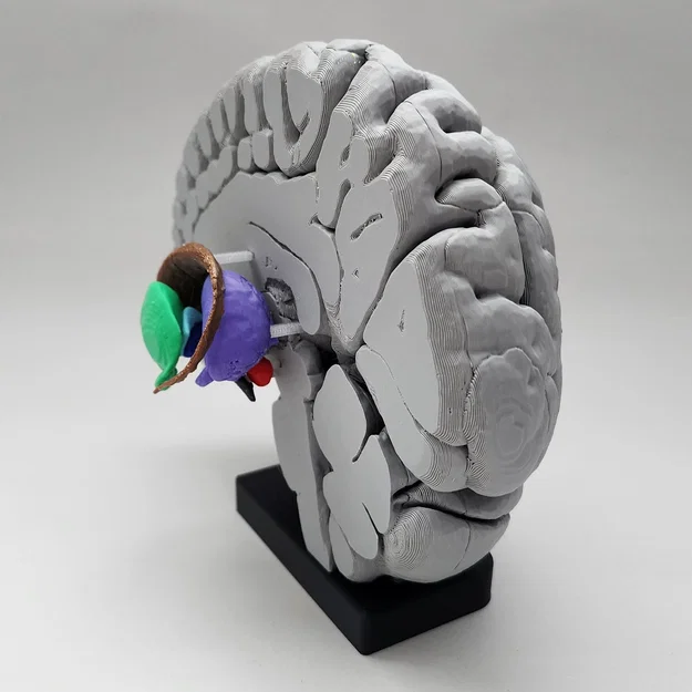 Mô hình Hạch nền (Basal Ganglia) và các nhân sâu trong não - Image 3