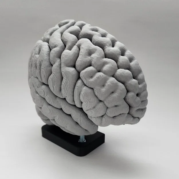 Mô hình Hạch nền (Basal Ganglia) và các nhân sâu trong não - Image 4
