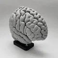 Mô hình Hạch nền (Basal Ganglia) và các nhân sâu trong não - Thumbnail 4