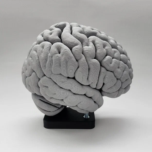 Mô hình Hạch nền (Basal Ganglia) và các nhân sâu trong não - Image 5