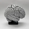 Mô hình Hạch nền (Basal Ganglia) và các nhân sâu trong não - Thumbnail 5