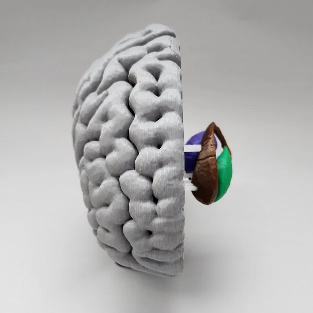 Mô hình Hạch nền (Basal Ganglia) và các nhân sâu trong não - Image 6