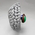 Mô hình Hạch nền (Basal Ganglia) và các nhân sâu trong não - Thumbnail 6