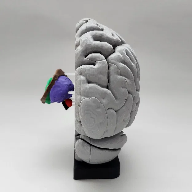 Mô hình Hạch nền (Basal Ganglia) và các nhân sâu trong não - Image 7