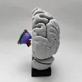 Mô hình Hạch nền (Basal Ganglia) và các nhân sâu trong não - Thumbnail 7