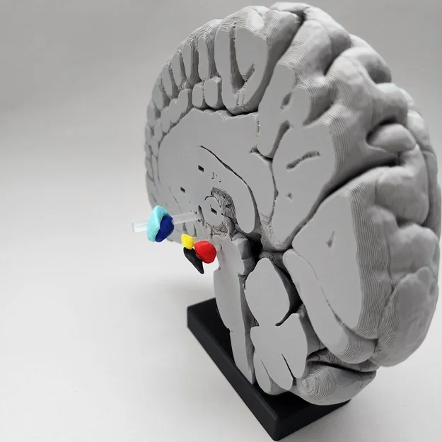 Mô hình Hạch nền (Basal Ganglia) và các nhân sâu trong não - Image 8