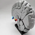 Mô hình Hạch nền (Basal Ganglia) và các nhân sâu trong não - Thumbnail 8