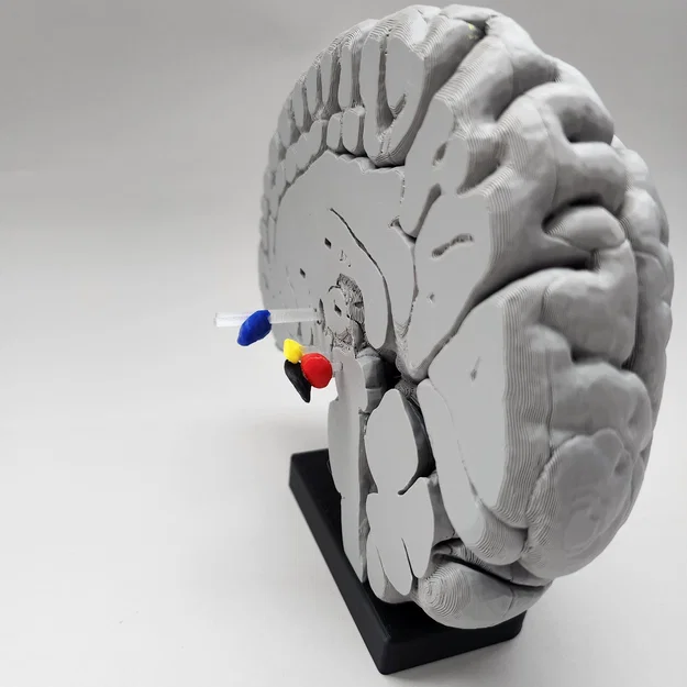 Mô hình Hạch nền (Basal Ganglia) và các nhân sâu trong não - Image 9