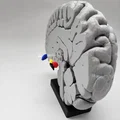 Mô hình Hạch nền (Basal Ganglia) và các nhân sâu trong não - Thumbnail 9