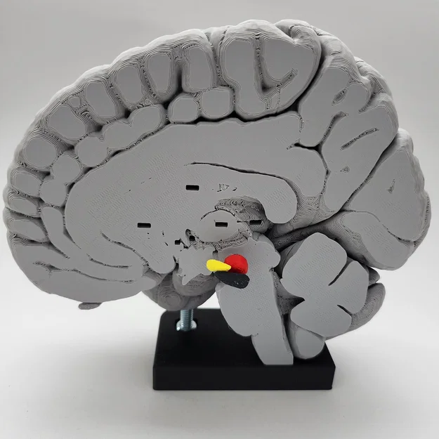 Mô hình Hạch nền (Basal Ganglia) và các nhân sâu trong não - Image 10