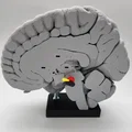 Mô hình Hạch nền (Basal Ganglia) và các nhân sâu trong não - Thumbnail 10