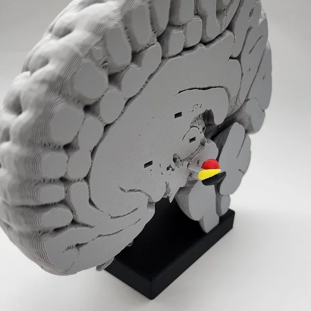 Mô hình Hạch nền (Basal Ganglia) và các nhân sâu trong não - Image 11