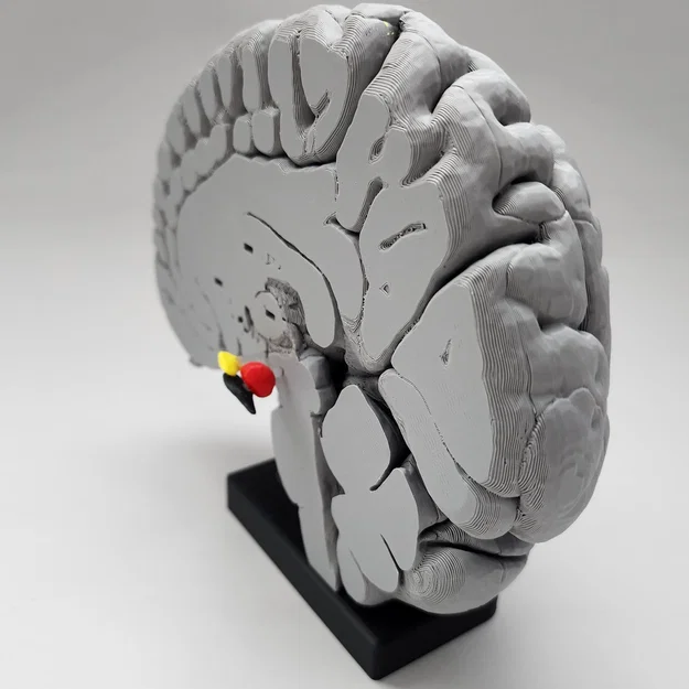Mô hình Hạch nền (Basal Ganglia) và các nhân sâu trong não - Image 12