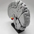 Mô hình Hạch nền (Basal Ganglia) và các nhân sâu trong não - Thumbnail 12