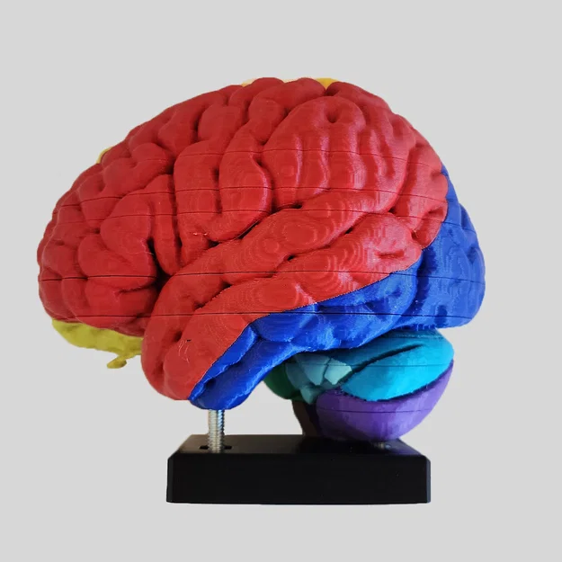 Mô hình giải phẫu vùng mạch máu não (Cerebral Vascular Territories Model) - Image 1