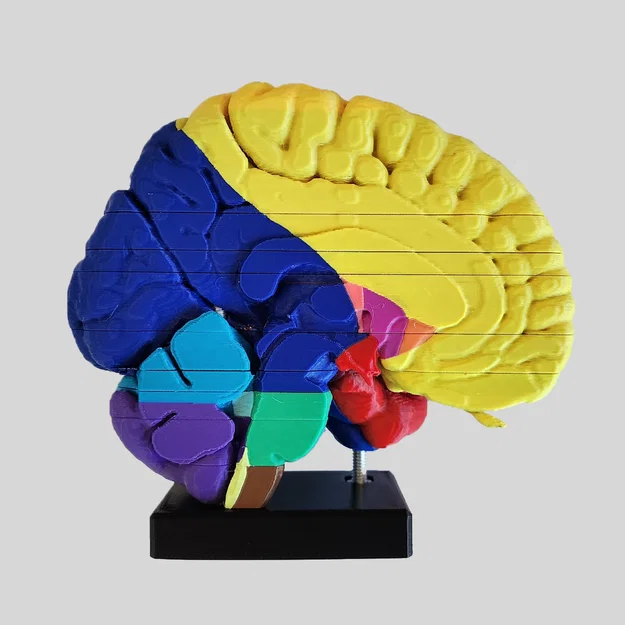 Mô hình giải phẫu vùng mạch máu não (Cerebral Vascular Territories Model) - Image 2