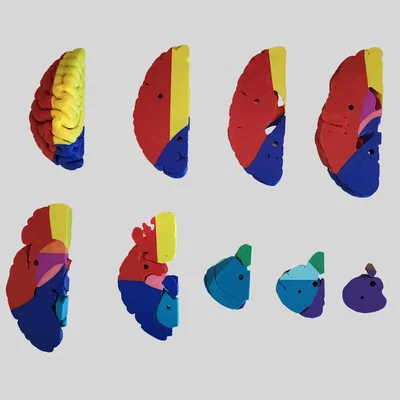 Mô hình giải phẫu vùng mạch máu não (Cerebral Vascular Territories Model)