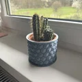 Mẫu in 3D chậu trồng cây họa tiết tổ ong (Cactus Vase) sang trọng - Thumbnail 2