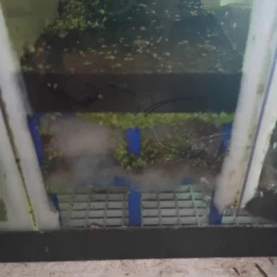 Vách ngăn vật liệu lọc cho bể lọc (sump) hồ cá