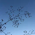 Con dấu xà phòng (từ hình ảnh) - Thumbnail 2