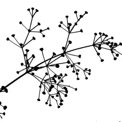 Con dấu xà phòng (từ hình ảnh)