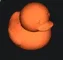 Mô hình chú vịt nhỏ dễ thương (Ejercito de Patos) để in 3D - Image 1