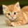 Frank_102875