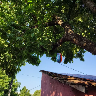 Nhà Chim Hình Quả Thông (Pinecone Birdhouse)