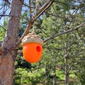 Nhà Chim Hình Quả Sồi (Acorn Birdhouse) - Thumbnail 1