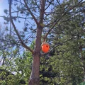 Nhà Chim Hình Quả Sồi (Acorn Birdhouse) - Thumbnail 3
