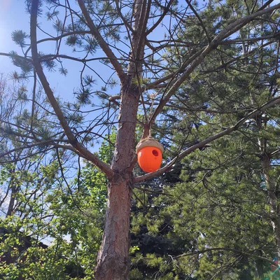 Nhà Chim Hình Quả Sồi (Acorn Birdhouse)