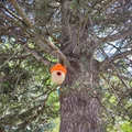 Nhà Chim Hình Quả Sồi (Acorn Birdhouse) - Thumbnail 5