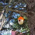 Nhà Chim Hình Quả Sồi (Acorn Birdhouse) - Thumbnail 6