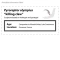 Mô hình móng vuốt khủng long Pyroraptor Raptor Claw - Thumbnail 6