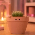 Peeko - Chậu trồng cây dễ thương - Thumbnail 1