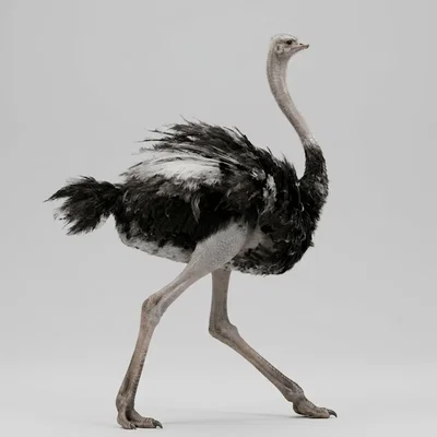 Mô hình 3D chim đà điểu (Ostrich) trang trí để bàn ấn tượng