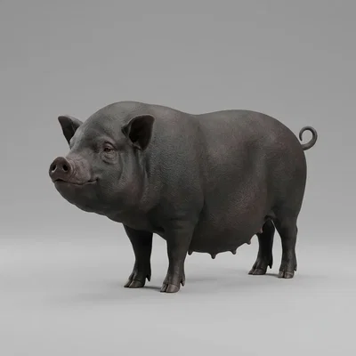 Mô hình chú heo ỉn (Pot Bellied Pig) in 3D trang trí độc đáo