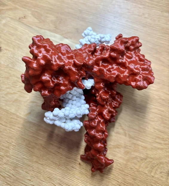 Mô hình enzyme Topoisomerase I - Image 1