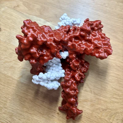 Mô hình enzyme Topoisomerase I