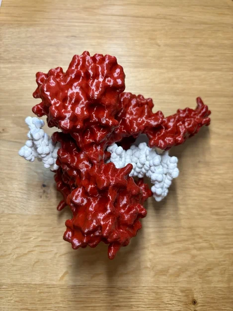 Mô hình enzyme Topoisomerase I - Image 2