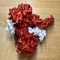 Mô hình enzyme Topoisomerase I - Thumbnail 2