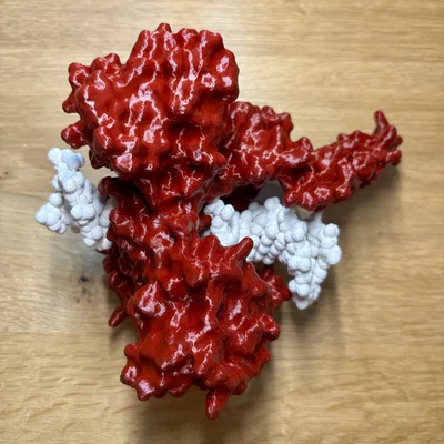 Mô hình enzyme Topoisomerase I