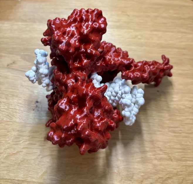 Mô hình enzyme Topoisomerase I - Image 3