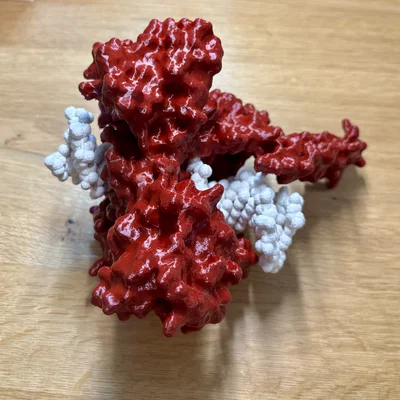 Mô hình enzyme Topoisomerase I