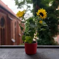 Bình hoa đan lát (Woven Vase) - Thumbnail 3