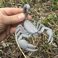 Bọ cạp, mô hình bọ cạp có càng - Thumbnail 2