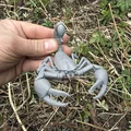 Bọ cạp, mô hình bọ cạp có càng - Thumbnail 3